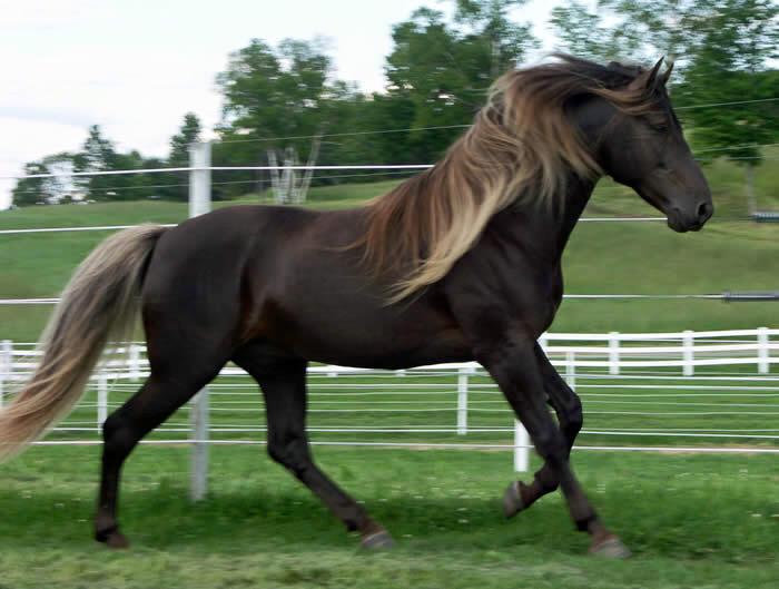 Mountain Pleasure Horse